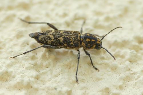 Réf. 258 003 : Xylotrechus rusticus